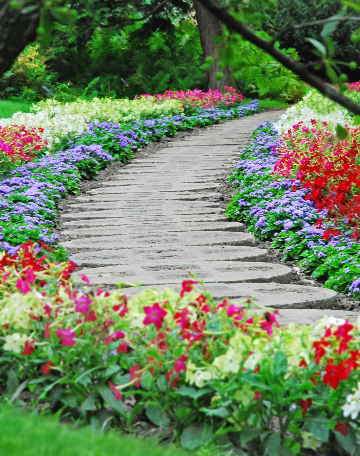 Рабатка Тунберга однолетник