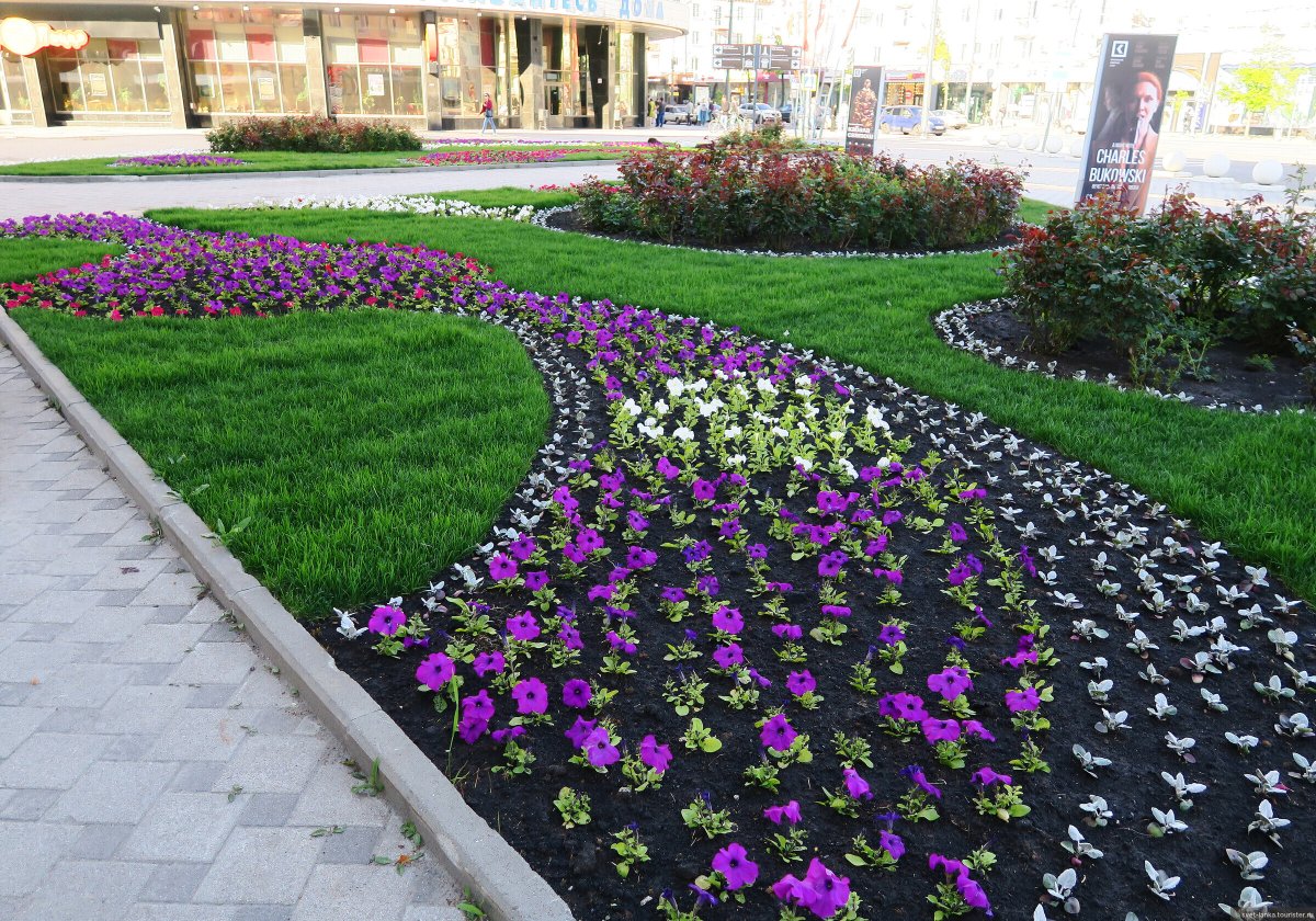 Триколор петунии клумбы