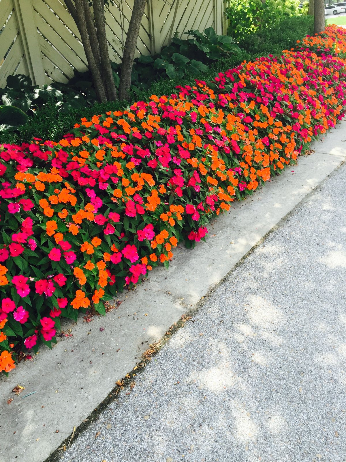 Бордюрные цветы